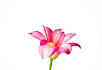Fototapeta premium A single vibrant bloom, petals unfurled, against a pure white backdrop, graphics, macro