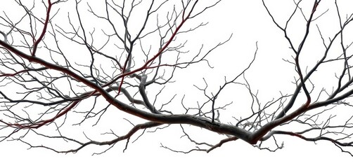 Obraz premium Bare, intertwined tree branches isolated on pure white backdrop, minimal, design element