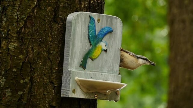a nimble, tenacious male nuthatch hangs upside down at a feeder in summer
