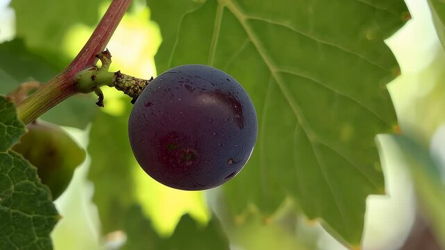 Organic Grapes with Natural Light