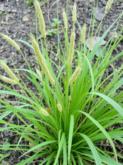 Obraz premium Chrysopogon aciculatus diuretic plants, Chrysopogon aciculatus detoxifying plants. Chrysopogon aciculatus is a perennial grass with hard, crawling rhizomes. The stems ofChrysopogon aciculatus spread