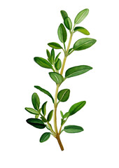 Fototapeta premium thyme sprig, close up view on the stem.