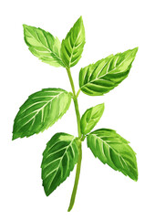Fototapeta premium a watercolor painting of fresh mint leaves on a stem.