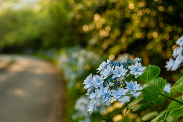 初立池公園の紫陽花