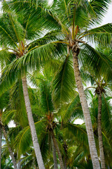 Tropical palm trees under blue sky in Punta Cana, Dominican Republic