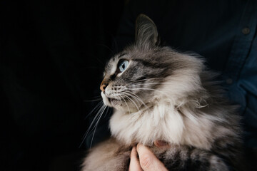 Majestic Blue Eyed Cat Portrait