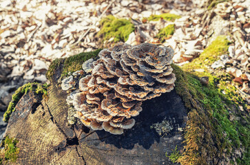 Natural fungi cluster on old log with moss in forest
