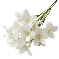 Fototapeta premium a bunch of white flowers on a table