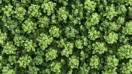 Aerial view of dense green forest canopy, ideal for nature documentaries or environmental reports