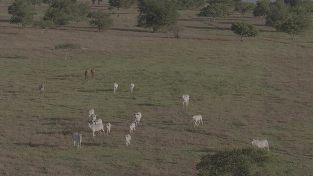 Aerial Bucolic Farm in Rural Surubim with Flying Birds, Pasture, Trees, and Forest

