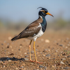 Obraz premium African wattled lapwing (Vanellus senegallus)