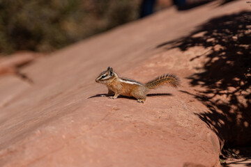 Fluffy Chipmunk standing on red rock