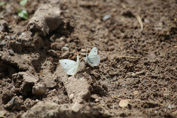 Two little moths are sitting on the ground.