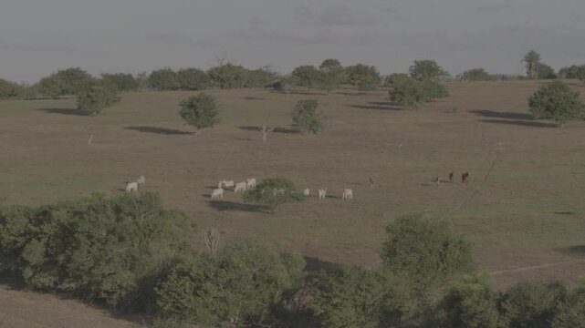 Aerial Bucolic Farm in Rural Surubim with Flying Birds, Pasture, Trees, and Forest

