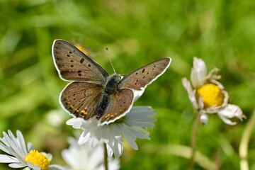 Obraz premium Motyl na kwiatku