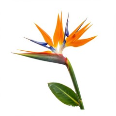 Obraz premium Exotic tropical flower, Bird of Paradise bloom, vibrant orange petals, blue accents, elongated shape, green stem and leaf, white background, botanical illustration, sharp focus, high contrast, detaile