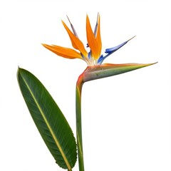 Exotic tropical flower, bird of paradise bloom, vibrant orange petals, blue accents, green stem and leaf, botanical illustration, white background, high detail, sharp focus, studio lighting, 4K resolu