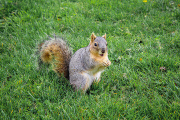 Squirrel sitting on grass with a fluffy tail and looking surprised