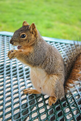 Squirrel sitting on a metal table and holding a nut with paws