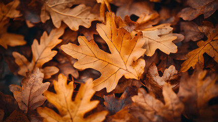 Autumnal Oak Leaves A Tapestry of Fall Colors