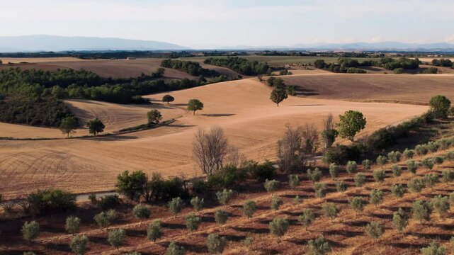 A picturesque and serene landscape featuring lush olive groves and scenic rolling hills under a bright clear sky