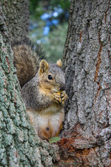 Squirrel enjoying a nut between trees