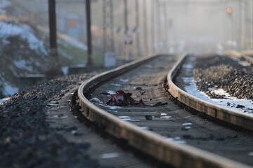 Selective focus carcass of deer dead on the railway. Dead Deer Carcass Laying on Railroad Tracks. Dead Roe deer on the railway hit by the train in winter. Dead animal on railway trails concept  © TomKorcak