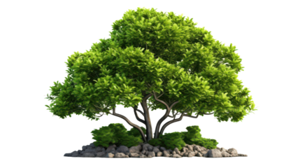 Mangrove Tree Isolated on Transparent Background, PNG