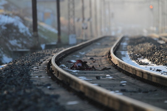 Selective focus carcass of deer dead on the railway. Dead Deer Carcass Laying on Railroad Tracks. Dead Roe deer on the railway hit by the train in winter. Dead animal on railway trails concept
