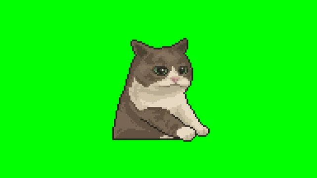 Cat with serious face, pixel art meme animation 