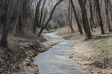 Fototapeta premium Serene Creek Winding Through a Forest