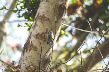 Picaflor chico chileno pingarica hembra 