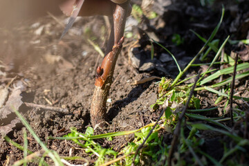 A gardener joins two branches of a scion and rootstock of a fruit tree for fusion. Carrying out grafting of garden trees in spring