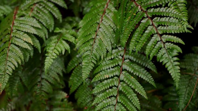 Nature background, texture of green ferns growing on rock in wild. Pteridium. Fern in tropical forest, natural background