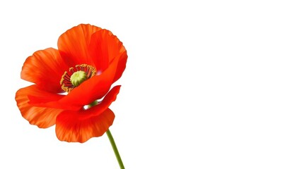 Obraz premium A vibrant, single red poppy flower, petals fully open, isolated on pure white background, single, flora