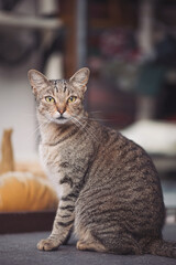 A striped cat sits alertly with yellow eyes, positioned near pumpkins in an urban environment, showcasing a peaceful moment in the autumn season