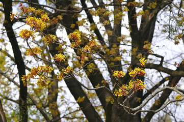 Landscape with maple tree branches blooming in spring.Awakening of nature, maple tree ,spring...