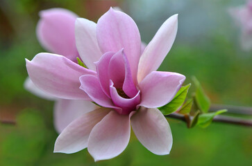Fototapeta premium Pink magnolia 'Red Lucky' against natural blurred spring garden background . Closeup top view flower. Growing magnolia tree concept.Free copy space