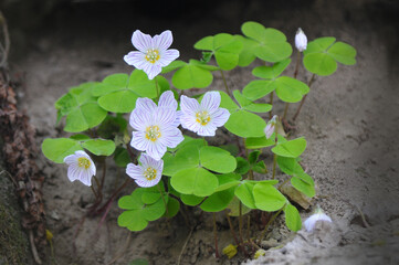  Wood Sorrel - Oxalis acetosella closeup photo. Spring awakening of nature in the forest.