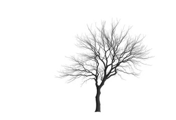 Obraz premium Lone deciduous tree, stark branches against pure white, stock photo, wood