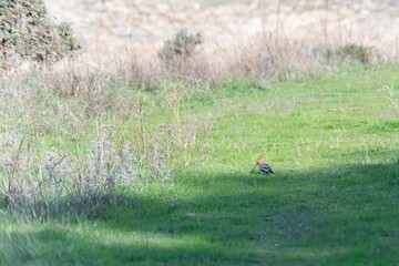 A Upupa epops (Eurasian hoopoe) stands on a sunlit meadow, surrounded by green grass and dry twigs. A peaceful wildlife scene in a natural environment