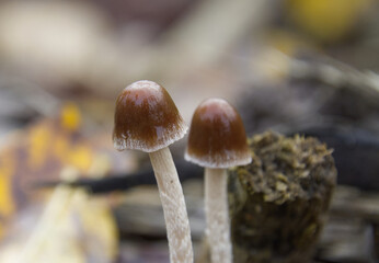 two wet brown mushrooms, two shiny brown mushrooms, mushrooms in the forest, close-up of mycelia, forest floor	