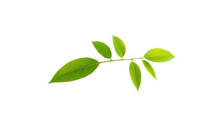 Fototapeta premium Single vibrant green plant isolated on pure white background, leaf, nature