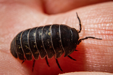 macro photo detail of earth pellet bug