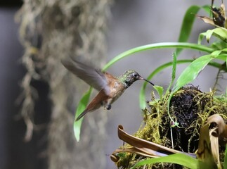 Rufous hummingbird hovering near nest and green foliage