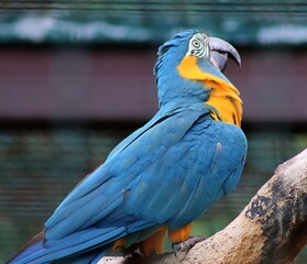 Blue and yellow macaw perching on branch, colorful parrot