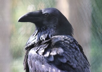 Raven perched and observing surroundings in nature