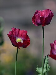 Naklejka premium Czerwone Maki