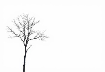 Obraz premium A lone deciduous tree stands against a pure white backdrop, branches reaching skyward, spring, plant