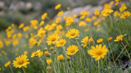 Obraz premium Beautiful Vibrant Yellow Wildflowers in Heroica - Nature Photography